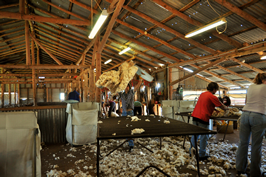 Steam Plains Shearing 022210  © Claire Parks Photography